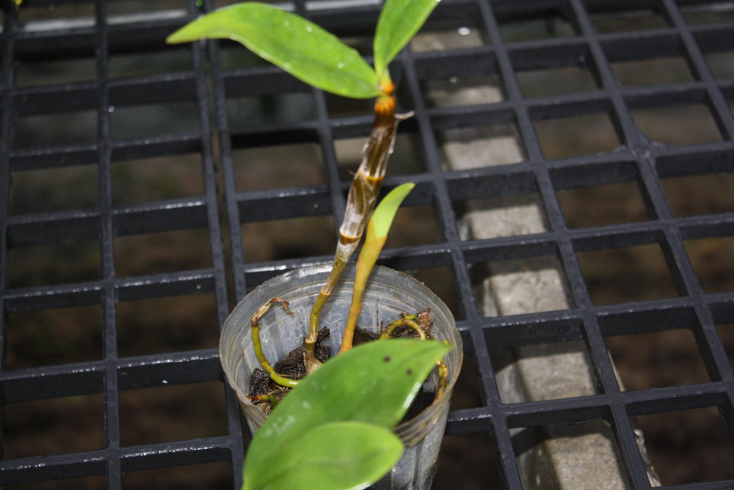 Dendrobium Amabile Orchid Plant - Bloom Size - 2" Pot