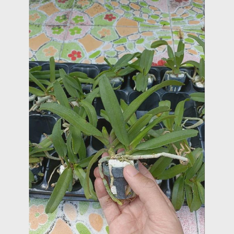 Rhynchostylis gigantea Cartoon (Select Pink|white) Foxtail Orchid, Aerides  2 Plant