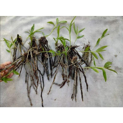 Orchid Dendrobium gratiosissimum 1 plant bloom size  orchid collection