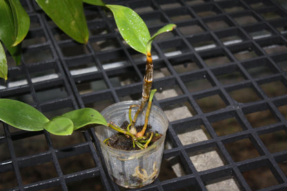 Dendrobium Amabile Orchid Plant - Bloom Size - 2" Pot