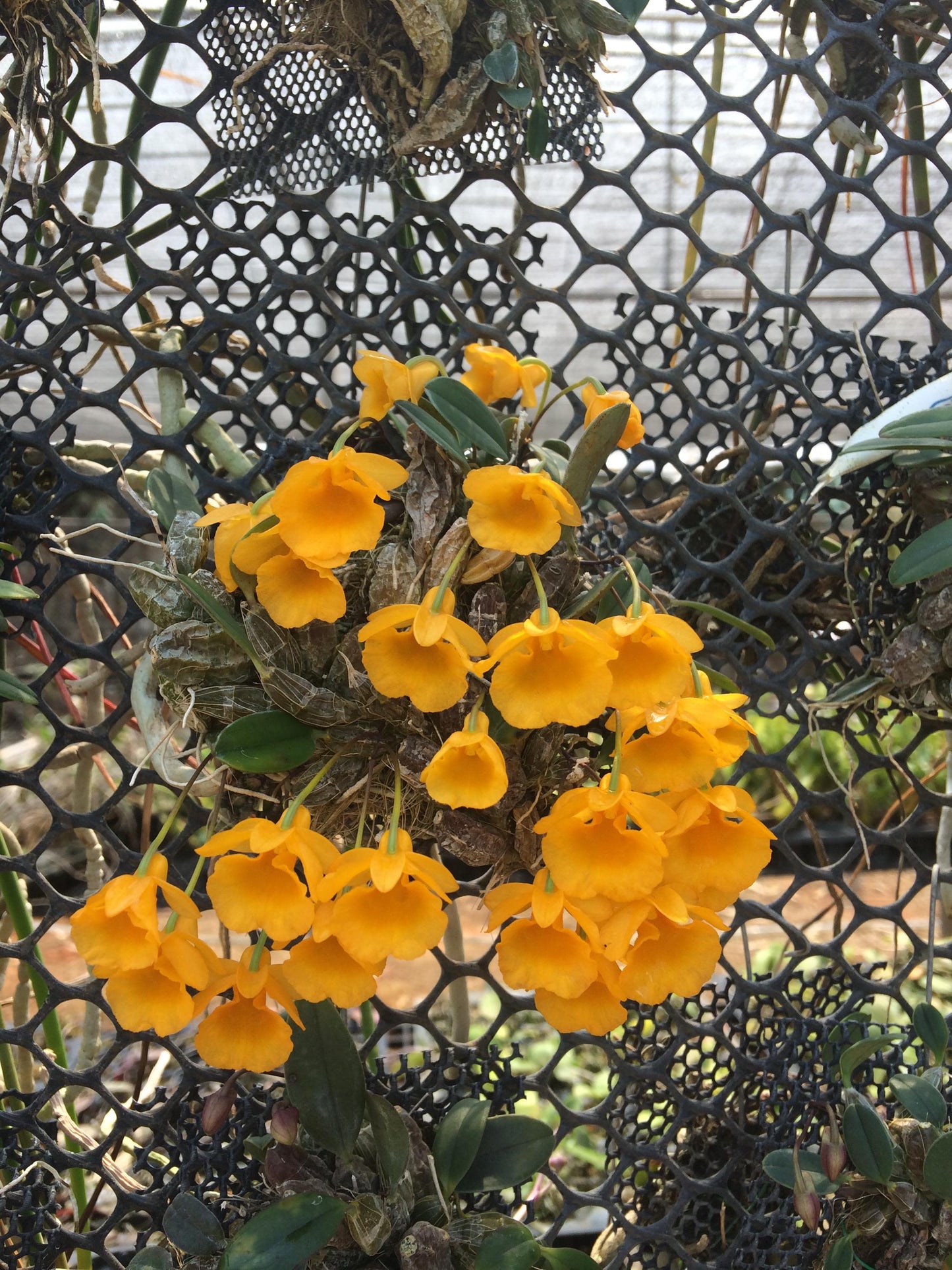 Orchid Dendrobium jenkinsii 1 plant bloom size  orchid collection