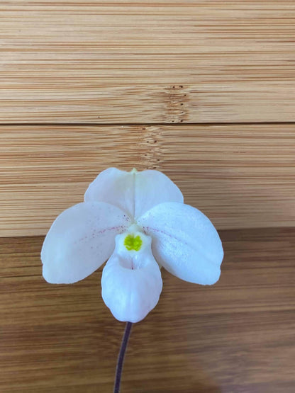 Paphiopedilum thaianum 1 plant Tropical Orchid species  rare and miniature orchid