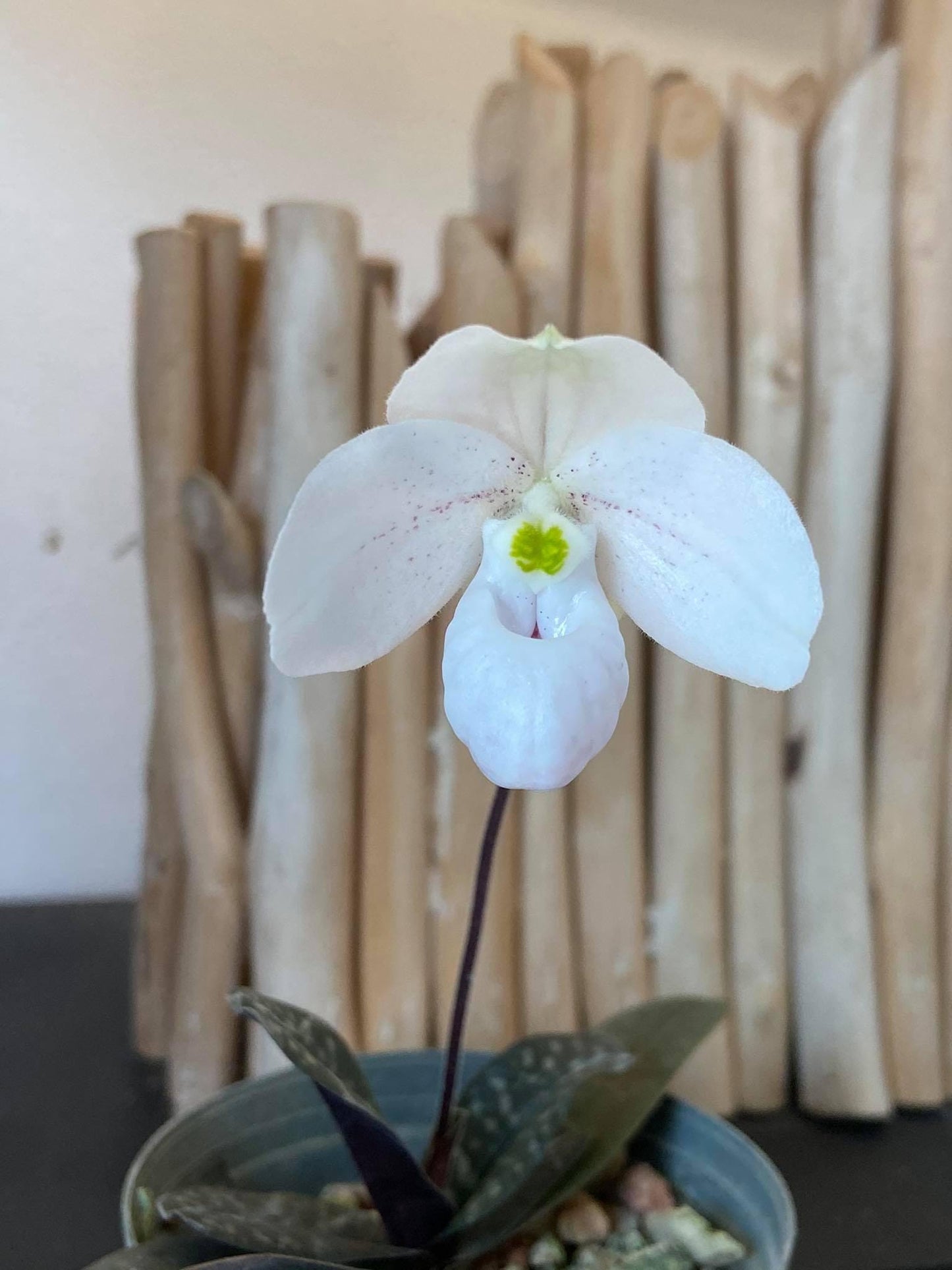 Paphiopedilum thaianum 1 plant Tropical Orchid species  rare and miniature orchid
