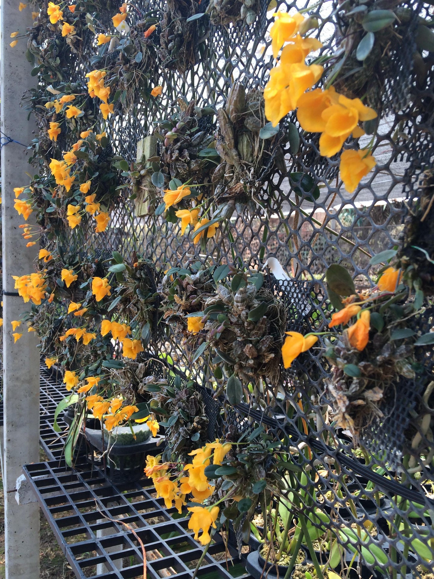 Orchid Dendrobium jenkinsii 1 plant bloom size  orchid collection