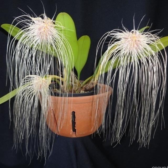 Orchid Bulbophyllum medusae 1 plant orchid collection home garden decore