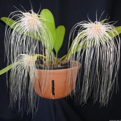Orchid Bulbophyllum medusae 1 plant orchid collection home garden decore