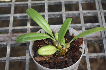 Orchid Bulbophyllum medusae 1 plant orchid collection home garden decore