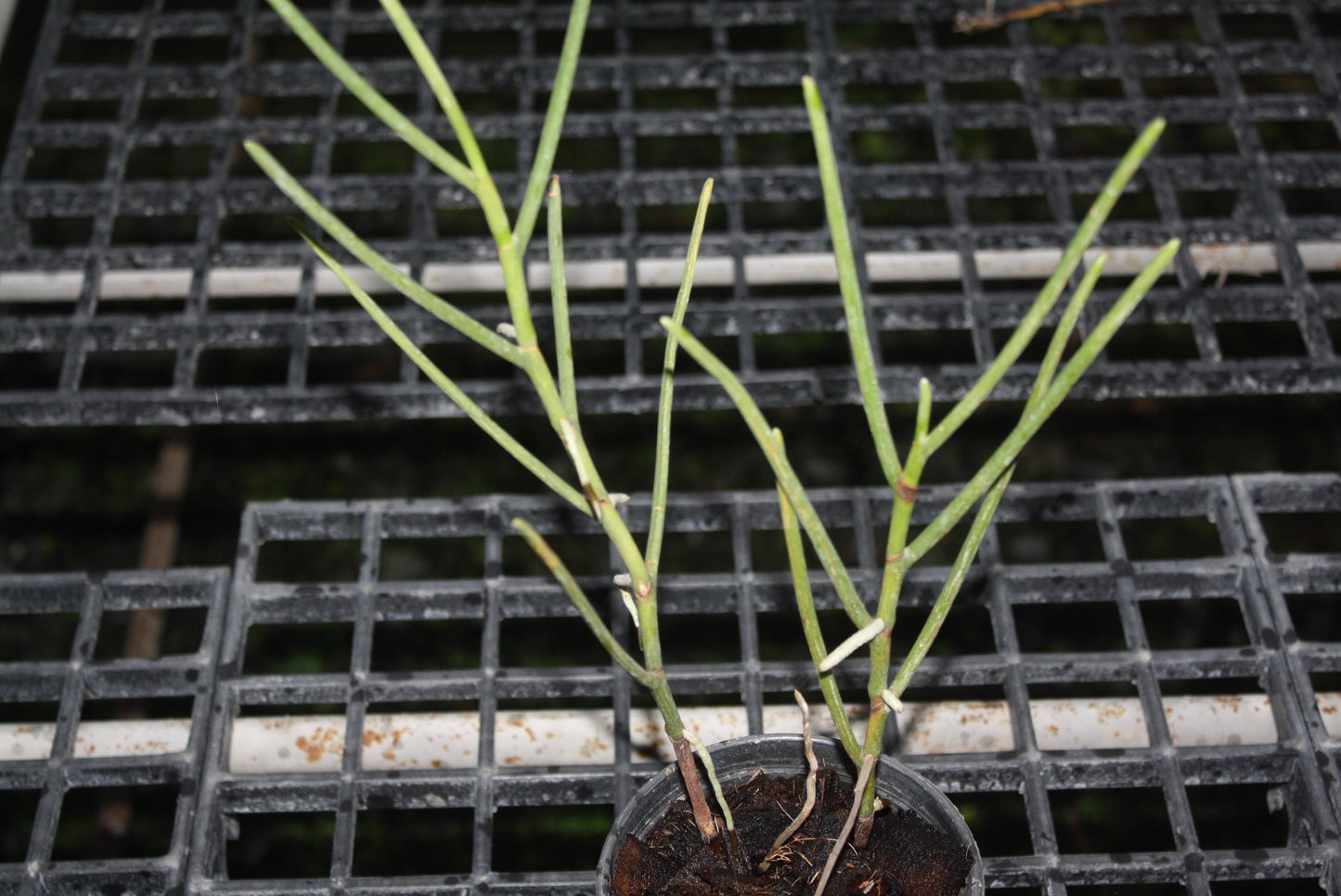 Papilionanthe (Vanda) pedunculata 1 plant Rare Orchid ,Orchidaceae Epiphytic orchid Collection