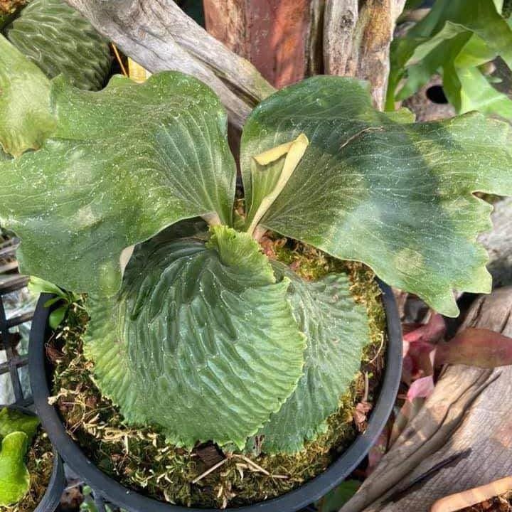 Platycerium madagascariense (プラティセリウム マダガスカリエンセ)