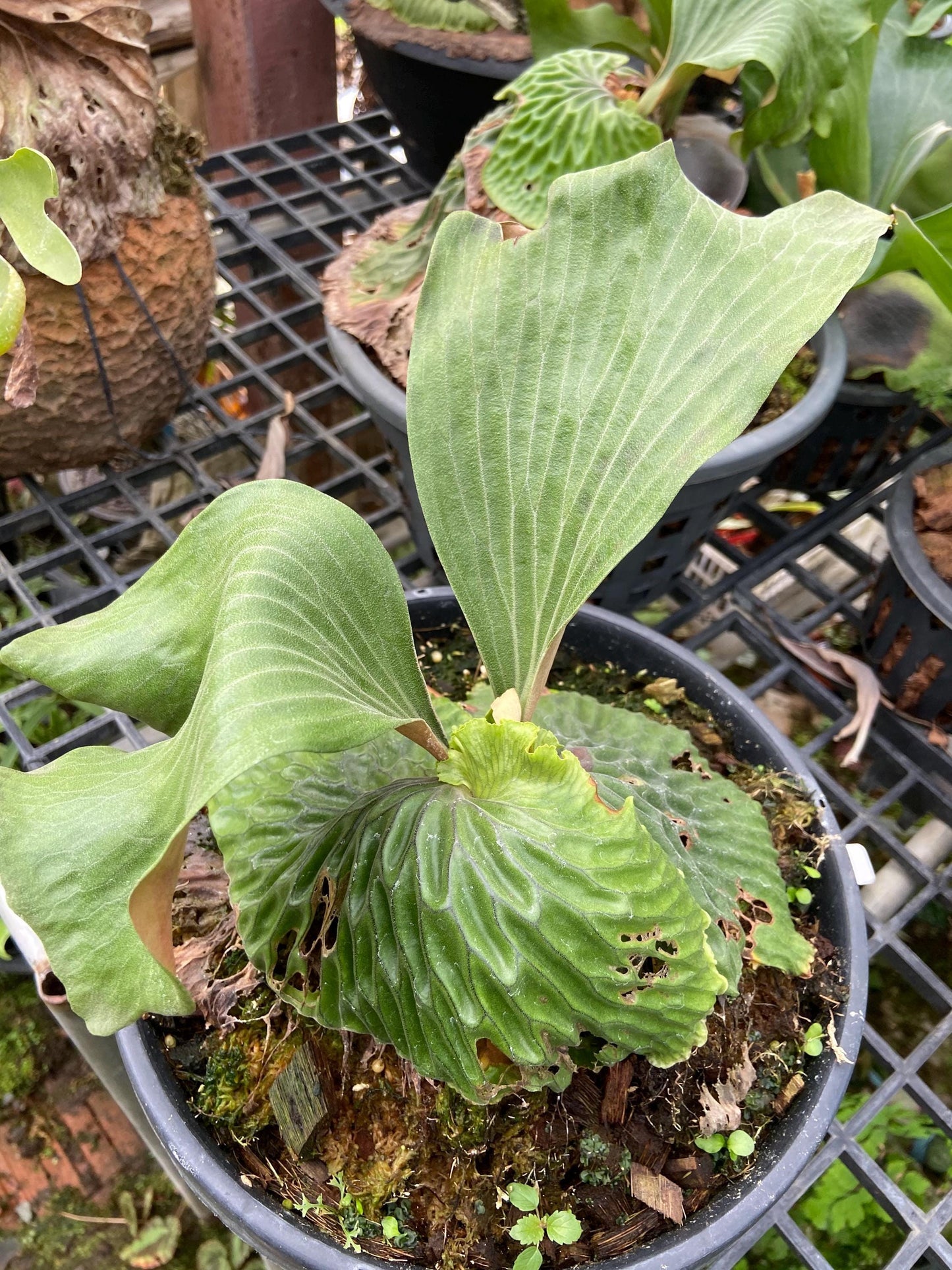 Platycerium madagascariense (プラティセリウム マダガスカリエンセ)