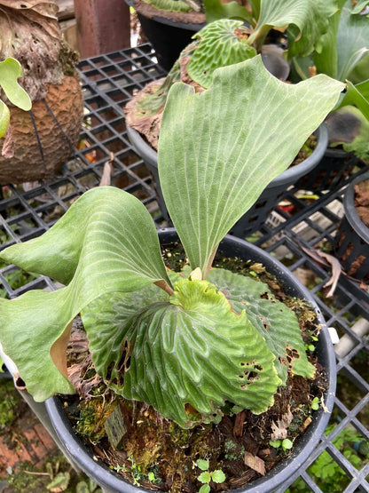 Platycerium madagascariense (プラティセリウム マダガスカリエンセ)