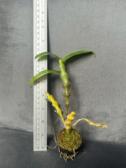 Dendrobium Pendulum Orchid Plant - Fragrant Bloom Size