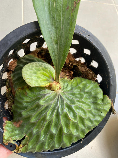 Platycerium madagascariense (プラティセリウム マダガスカリエンセ)