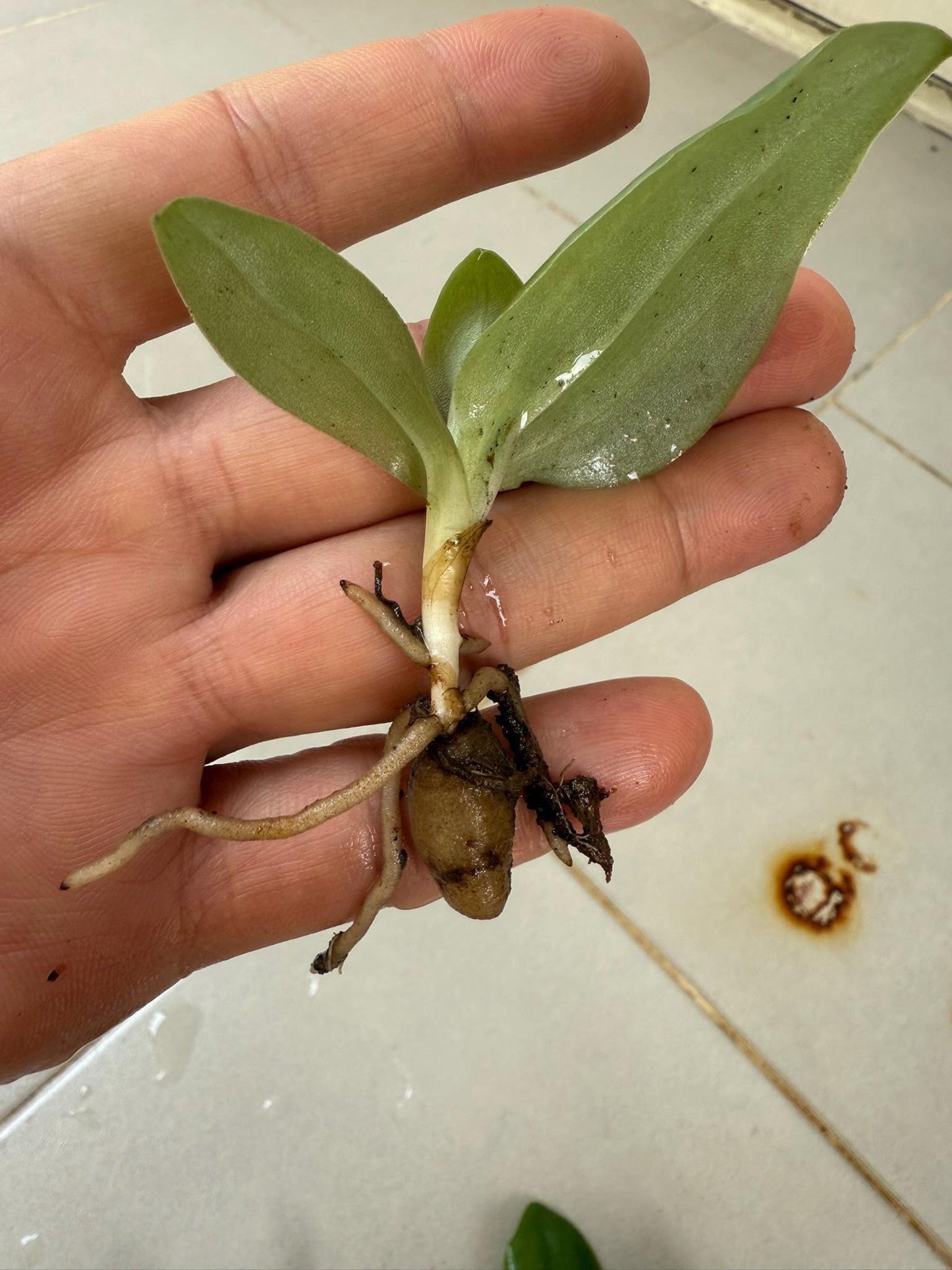 Fragrant Pecteilis Sagarikii Orchid Tuber - Tropical Terrestrial Plant