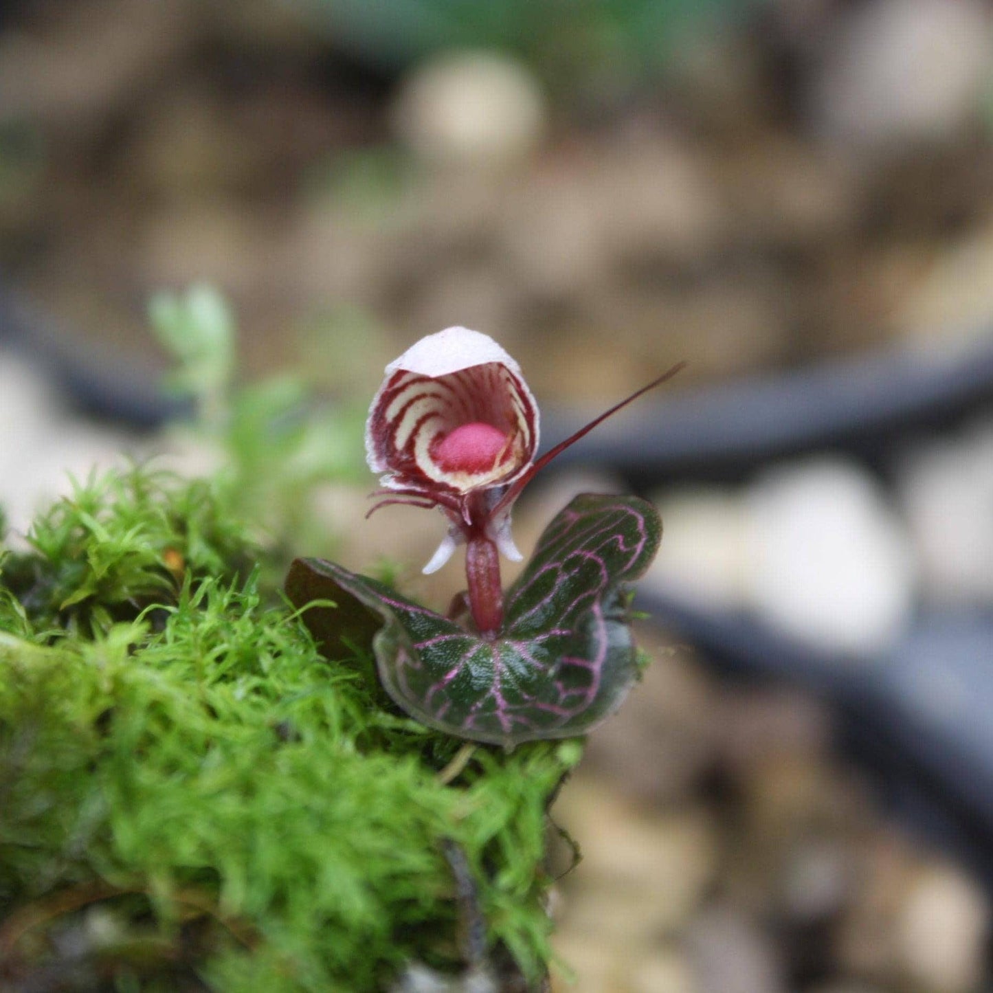 Helmet Orchid Corybas ecarinatus - Home Garden Collection - 2 Plants|Tubers