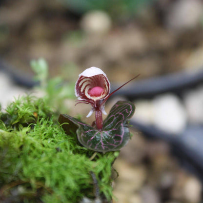 Helmet Orchid Corybas ecarinatus - Home Garden Collection - 2 Plants|Tubers