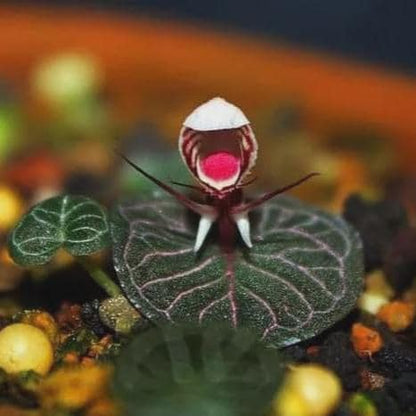 Helmet Orchid Corybas ecarinatus - Home Garden Collection - 2 Plants|Tubers