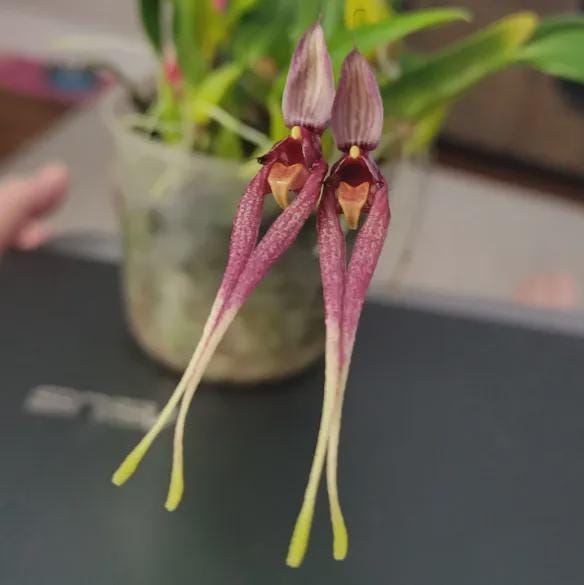 Bulbophyllum Biflorum Orchid Plant: Rare Species Collection