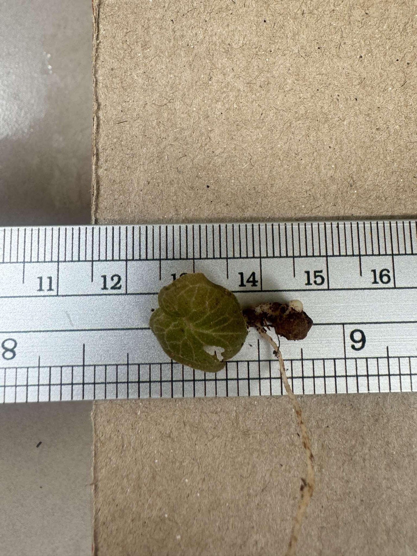 Helmet Orchid Corybas ecarinatus - Home Garden Collection - 2 Plants|Tubers