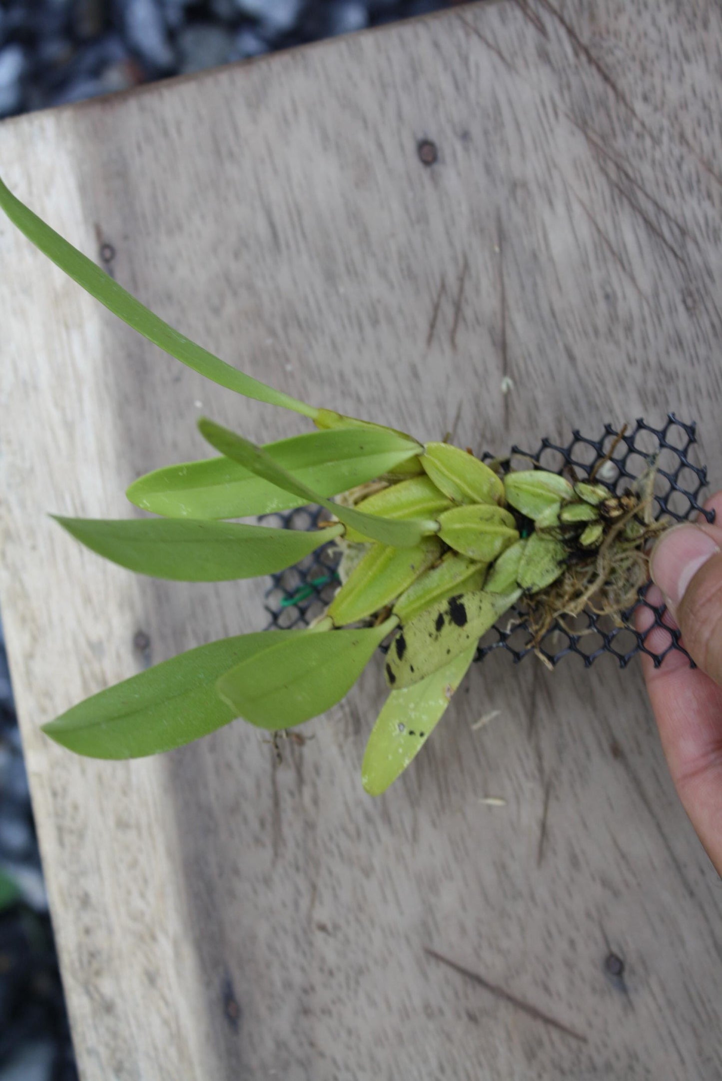 Bulbophyllum Biflorum Orchid Plant: Rare Species Collection