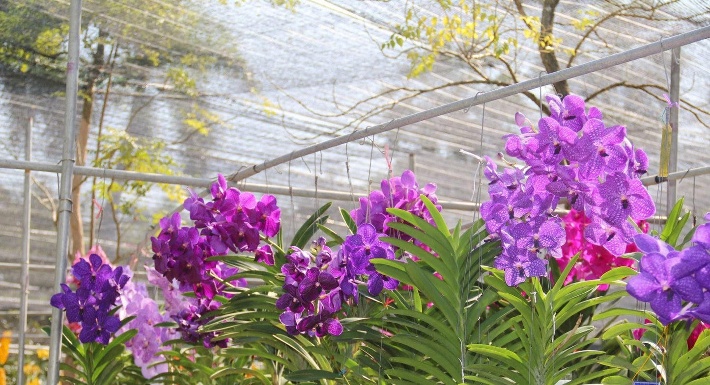 Vanda Orchid Hybrid Seedling: Large Flower Type