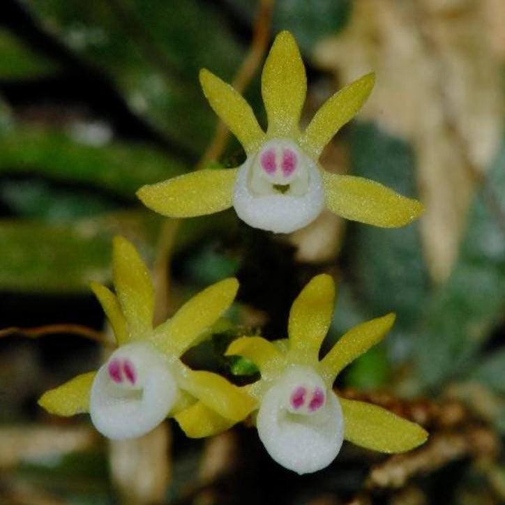 Taeniophyllum obtusum 「葉なしラン」について（英名：Leafless Orchid)miniature orchid collection 1 plant Asian Ghost Orchid