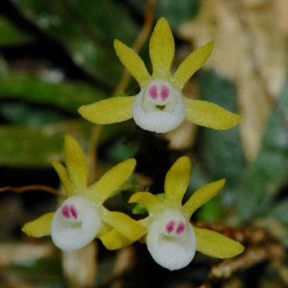 Taeniophyllum obtusum 「葉なしラン」について（英名：Leafless Orchid)miniature orchid collection 1 plant Asian Ghost Orchid