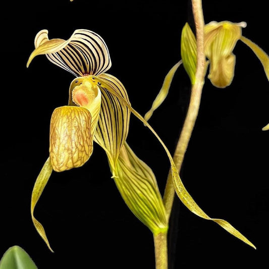 Rare Paphiopedilum kolopakingii Orchid - Lady Slipper Orchid