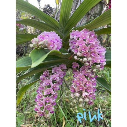 Rhynchostylis gigantea Orchid Plant: Foxtail Orchid, Aerides