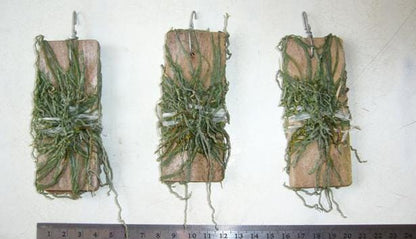 Taeniophyllum obtusum 「葉なしラン」について（英名：Leafless Orchid)miniature orchid collection 1 plant Asian Ghost Orchid