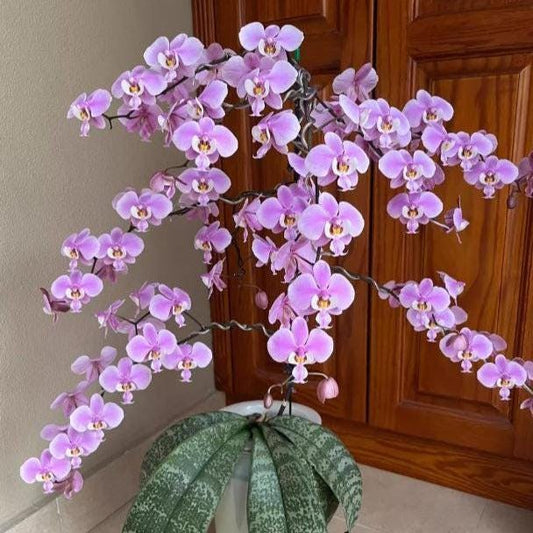 Phalaenopsis schilleriana 1 plant orchid collection mottled silver foliage and fragrant ,Phalaenopsis Pink Flower