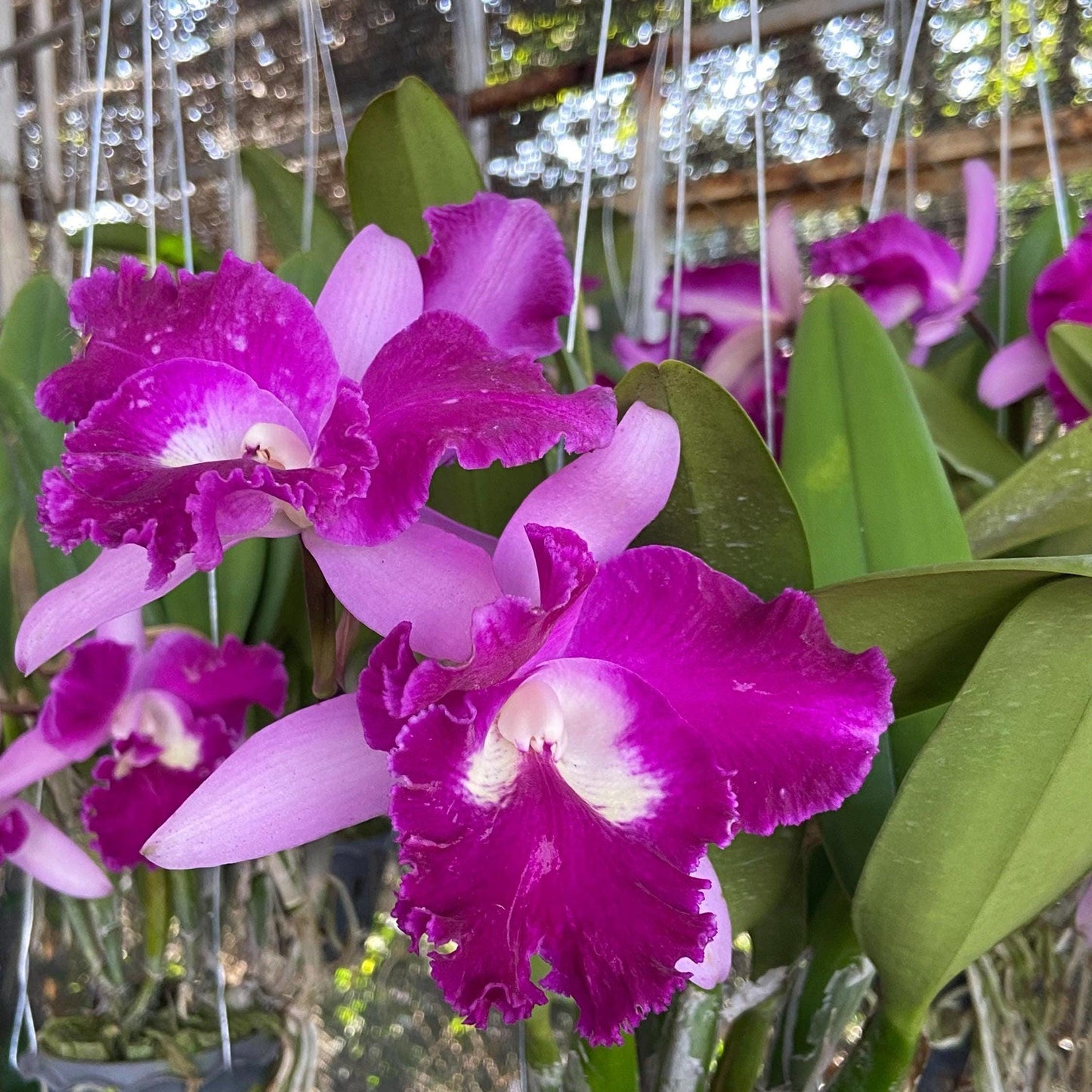 Small Cattleya Orchid Plant: Home Garden Beauty