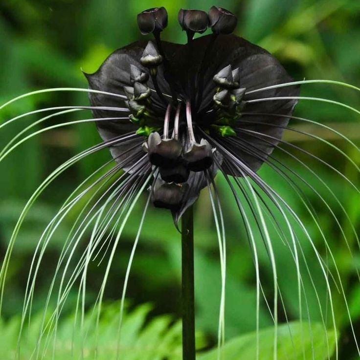 Black Bat Flower Rhizome Division: Tacca Chantrieri, Devil Flower