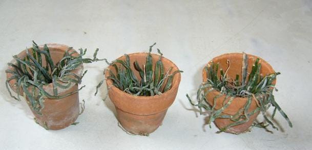 Taeniophyllum obtusum 「葉なしラン」について（英名：Leafless Orchid)miniature orchid collection 1 plant Asian Ghost Orchid