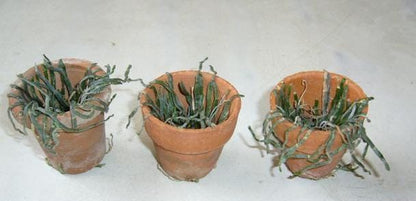 Taeniophyllum obtusum 「葉なしラン」について（英名：Leafless Orchid)miniature orchid collection 1 plant Asian Ghost Orchid