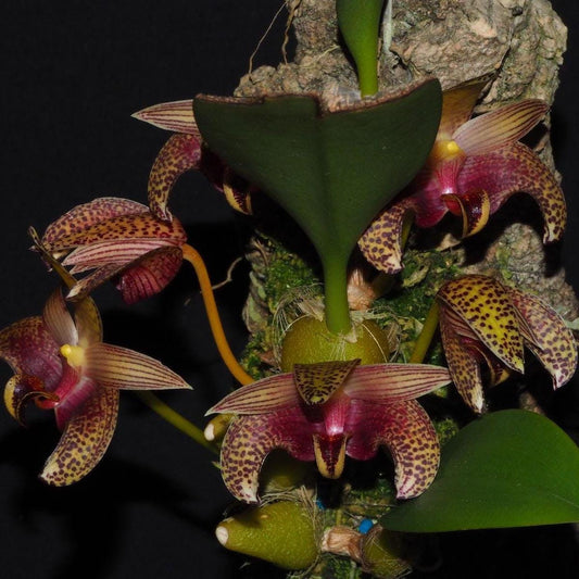 Orchid Bulbophyllum lobbii subsp. breviflorum 1 Plant
