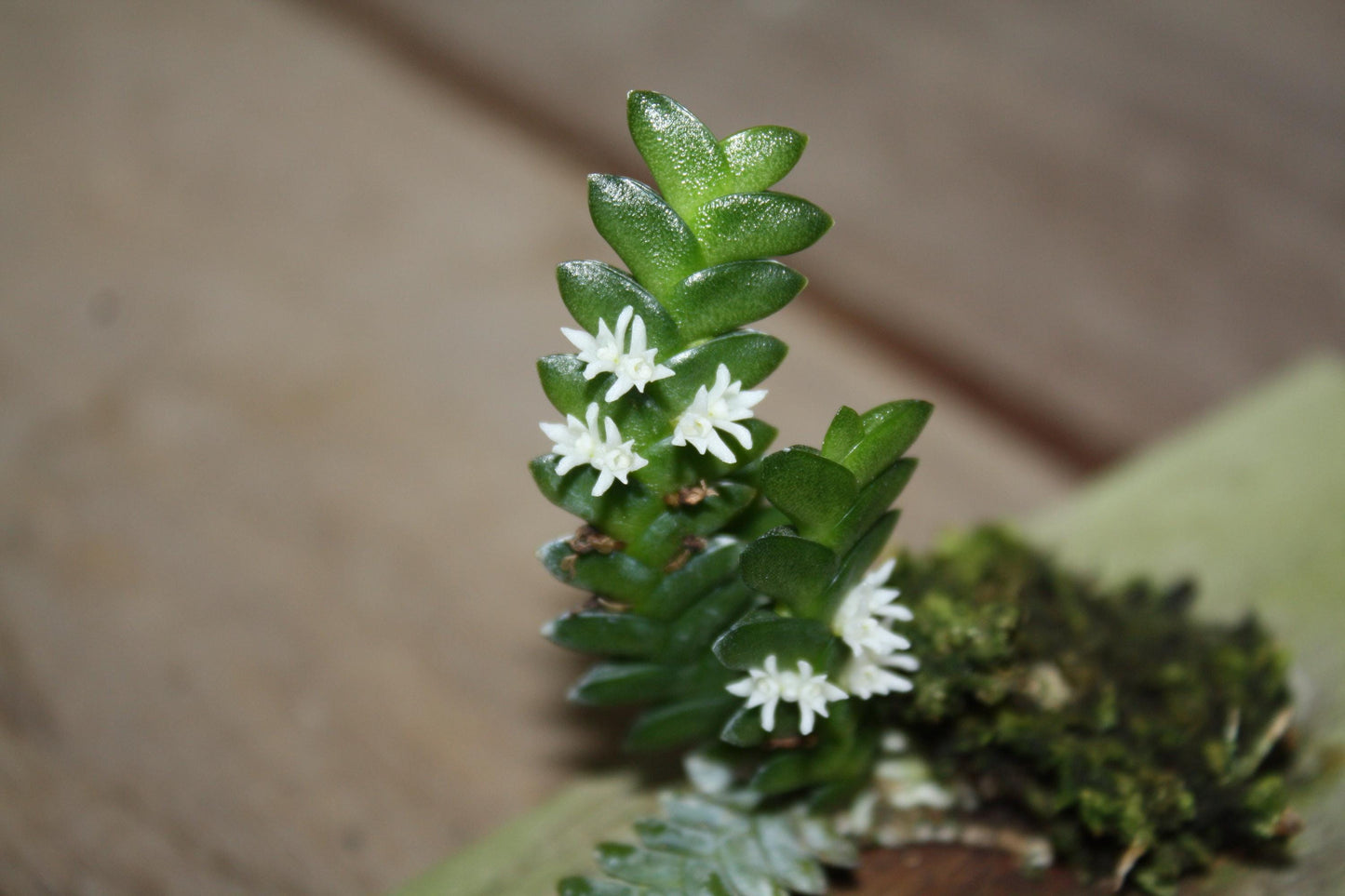 Microsaccus griffithii Orchid - Miniature Epiphyte - Mounted Bloom Size
