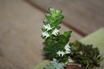 Microsaccus griffithii Orchid - Miniature Epiphyte - Mounted Bloom Size