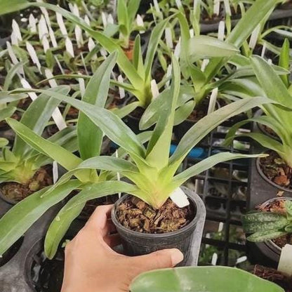 Rare Paphiopedilum kolopakingii Orchid - Lady Slipper Orchid