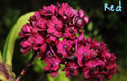Rhynchostylis gigantea Orchid Plant: Foxtail Orchid, Aerides