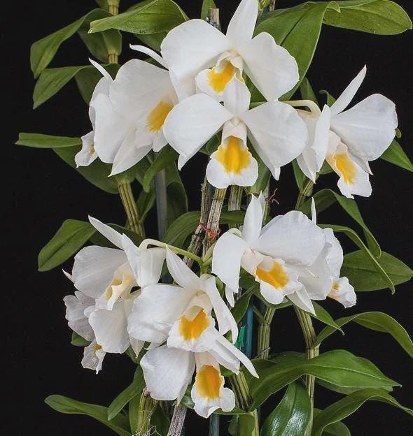 Dendrobium formosum Orchid Plant: Fragrant Orchid