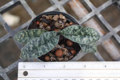 Paph Vietnamense Orchid Plant - Slipper Orchid - Bloom Size