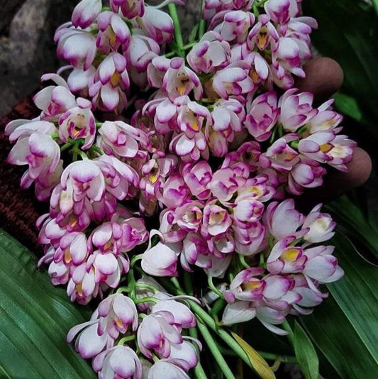 Orchid Geodorum densiflorum pink  2 Bulb  tuber|bloom size  orchid collection