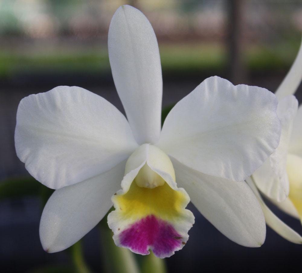 Small Cattleya Orchid Plant: Home Garden Beauty