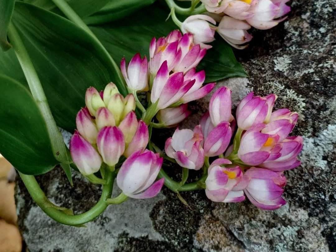 Orchid Geodorum densiflorum pink  2 Bulb  tuber|bloom size  orchid collection