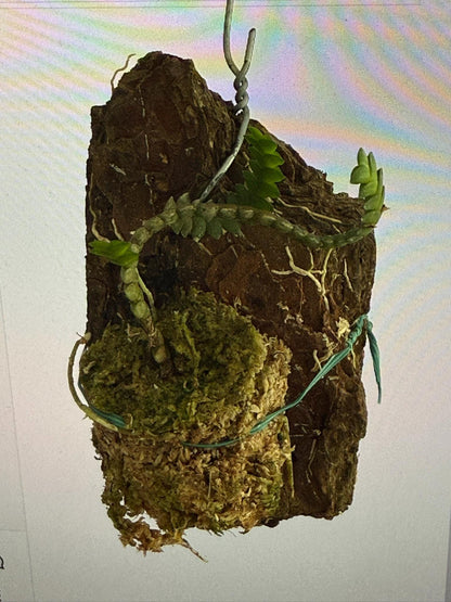 Microsaccus griffithii Orchid - Miniature Epiphyte - Mounted Bloom Size