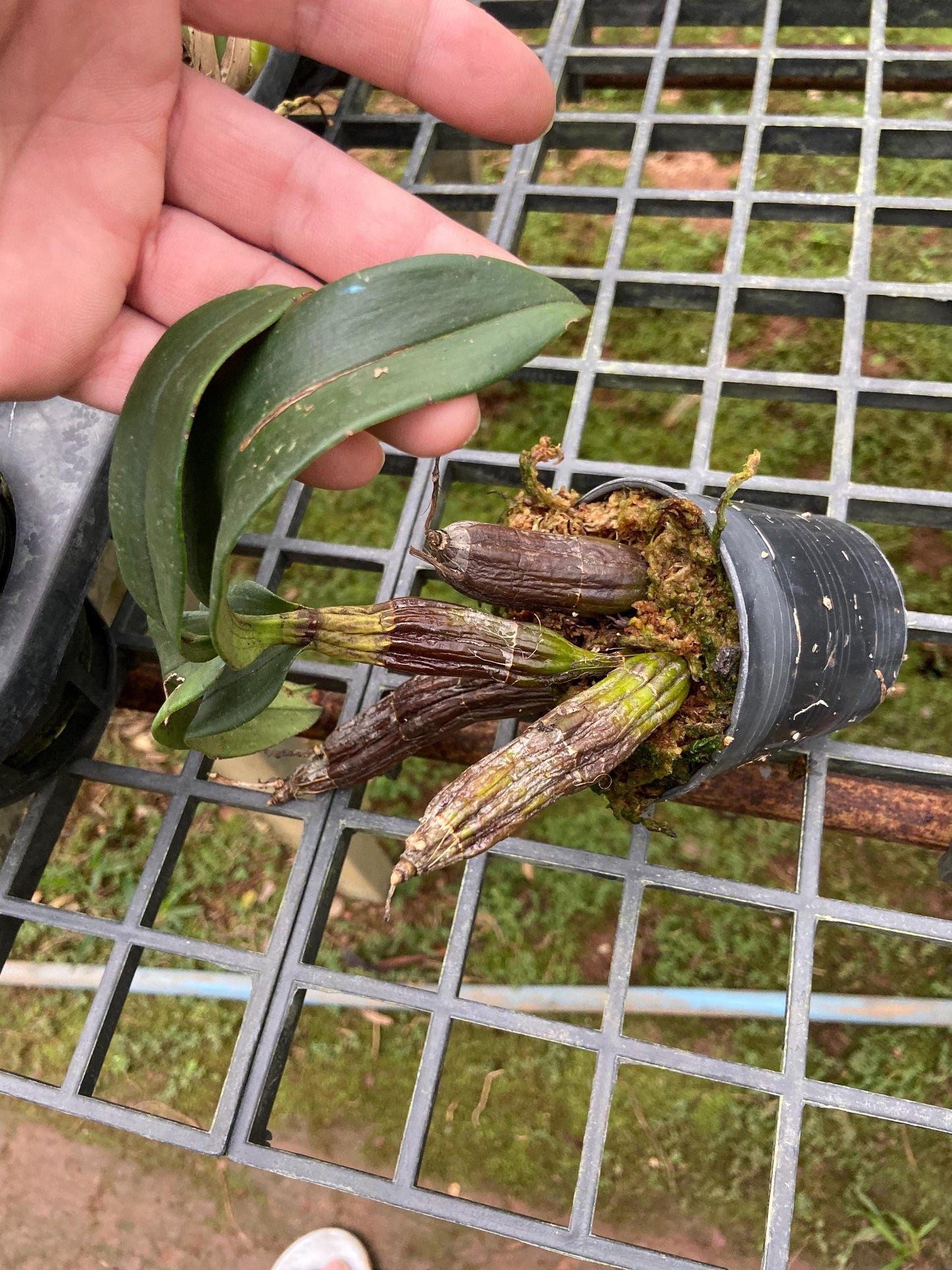 Dendrobium trigonopus 1 Plant orchid , Dendrobium