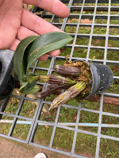 Dendrobium trigonopus 1 Plant orchid , Dendrobium