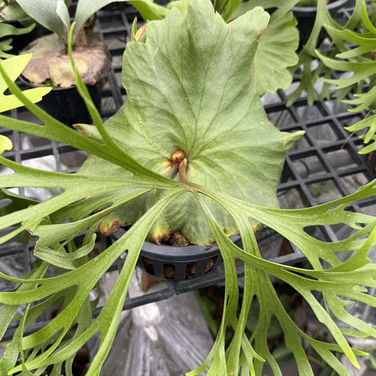 Platycerium Mt.kitshakood (P. ridleyi x P. coronarium)  ビカクシダ