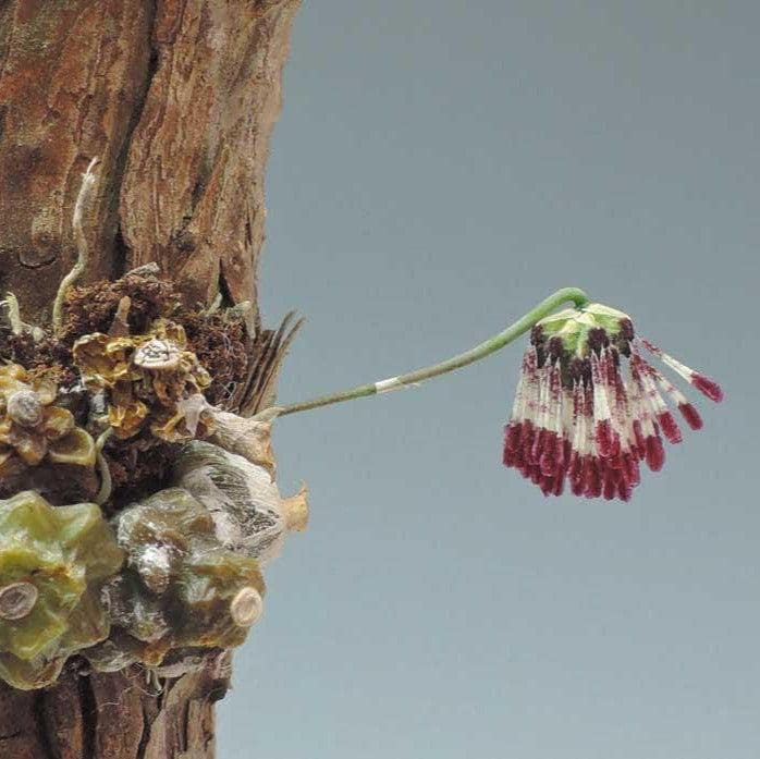 Bulbophyllum tripaleum Orchid - Live Plant - Home Garden Collection